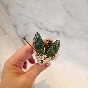 호야 시길라티스 보르네오 6번