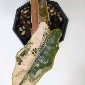 알로카시아 푸세이도 산데리아나 핑크 바리에가타(자구묘) 신엽 사진 추가 업데이트 이미지