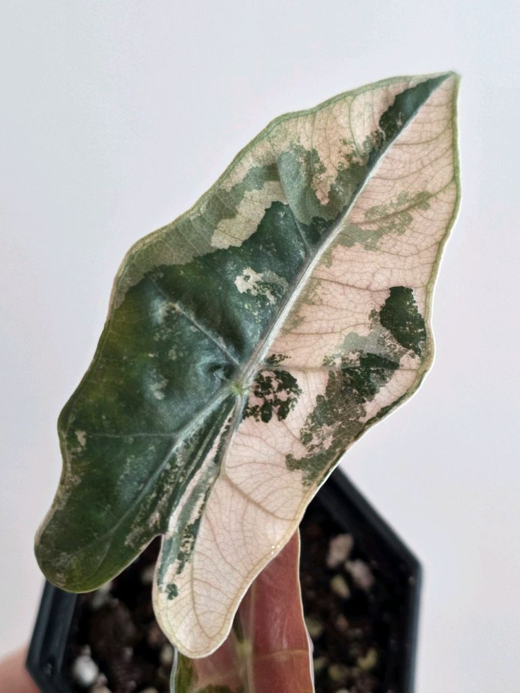 알로카시아 푸세이도 산데리아나 핑크 바리에가타(자구묘) 신엽 사진 추가 업데이트 이미지