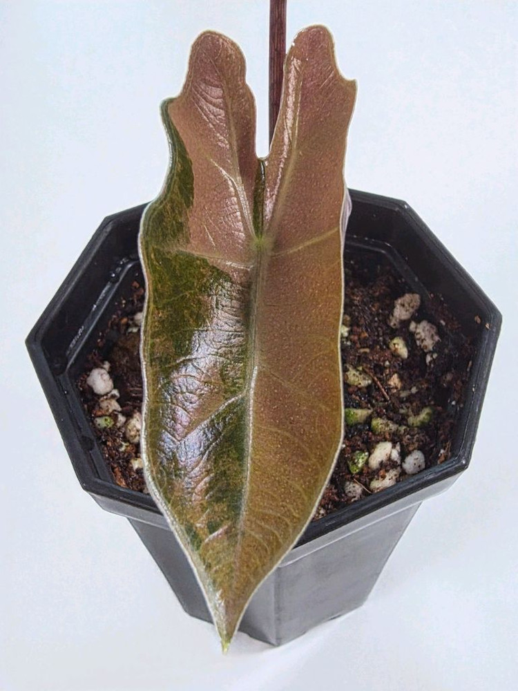 알로카시아 푸세이도 산데리아나 핑크 바리에가타(자구묘) 신엽 사진 추가 업데이트 이미지