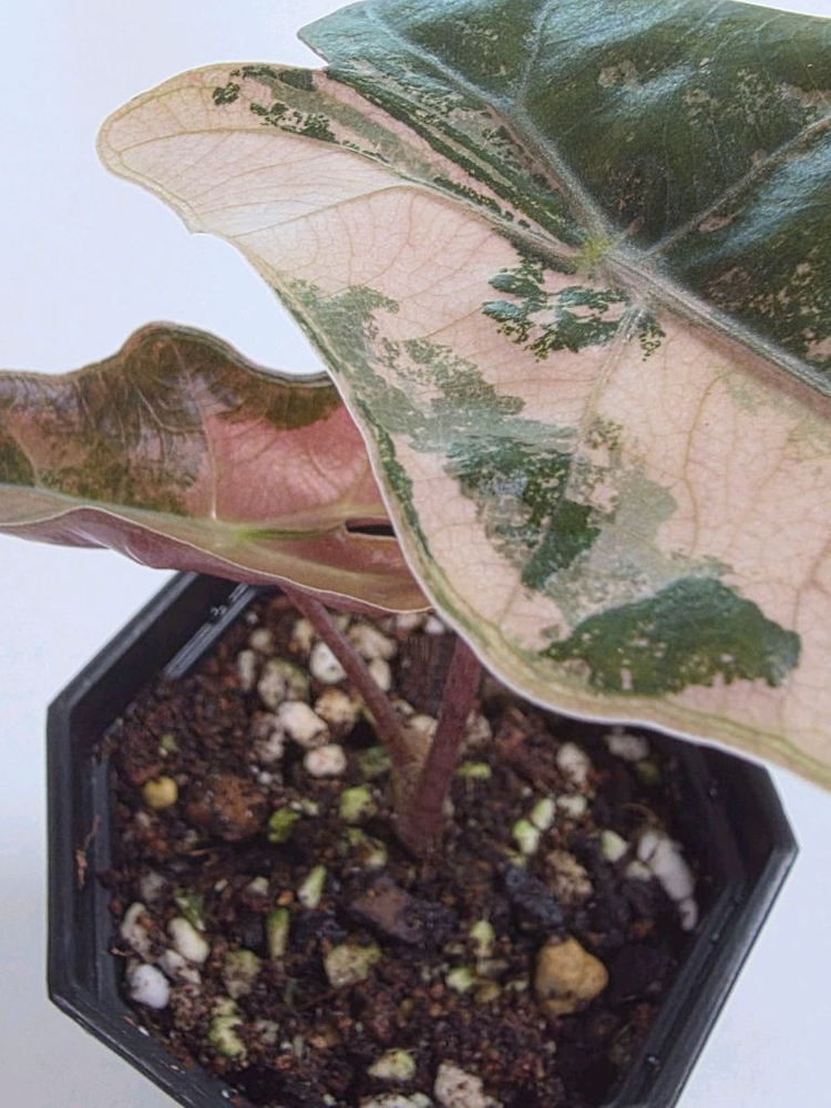 알로카시아 푸세이도 산데리아나 핑크 바리에가타(자구묘) 신엽 사진 추가 업데이트 이미지