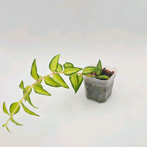 호야 벨라루이부아(알로x안스x)