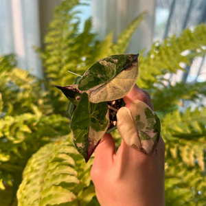 알로카시아 플럼배 니그라