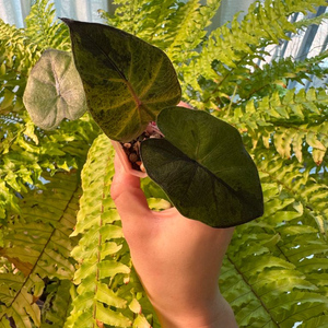 무바 플럼배니그라