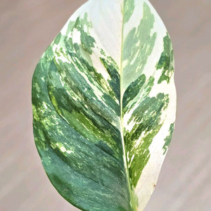 몬스테라 레클레리아나 바리에가타