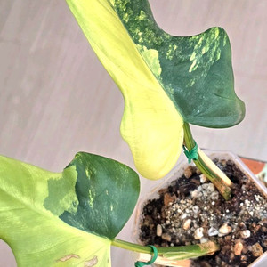 필로덴드론 비페니폴리움 바리에가타