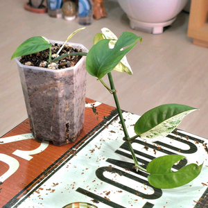 에피프레넘 마블피나텀 바리에가타