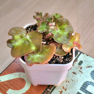 캐티드롤 윈도우즈 베고니아