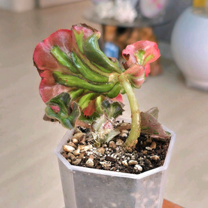 캐티드롤 윈도우즈 베고니아