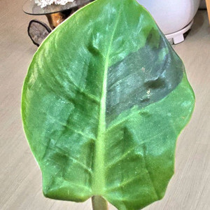 필로덴드론 임페리얼 옐로우 프레임