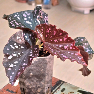 크랙클린로지 베고니아