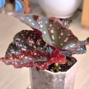 크랙클린로지 베고니아