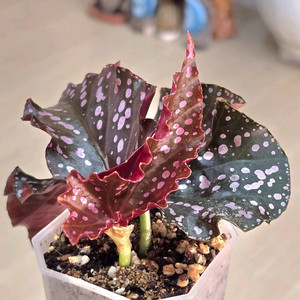 크랙클린로지 베고니아