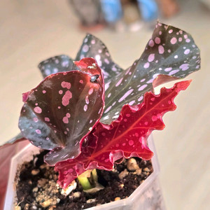 크랙클린로지 베고니아