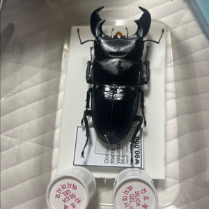 98mm Doris titanes yasuoki 사슴벌레 표본 이미지