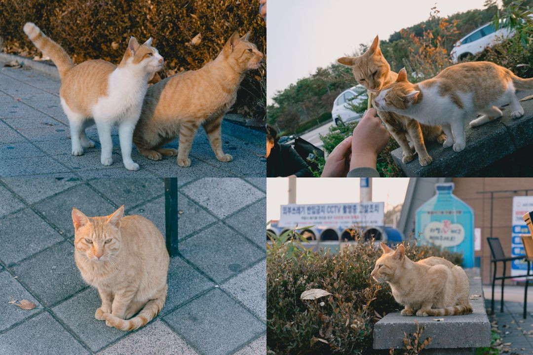 니콘 D5300 + 18-105mm 렌즈 이미지