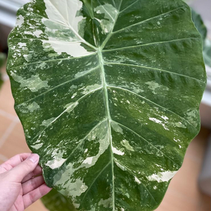 콜로카시아 기간테아 와규 이미지