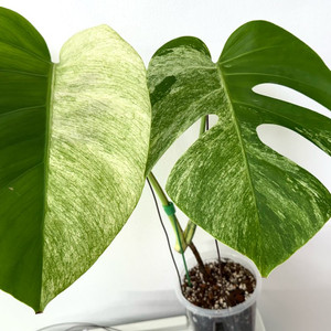 몬스테라 델리시오사 민트 바리에가타