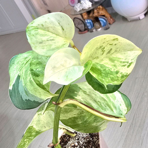 오레우스 스킨답서스