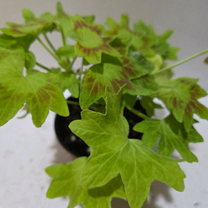 준페트리샤 스텔라제라늄 이미지