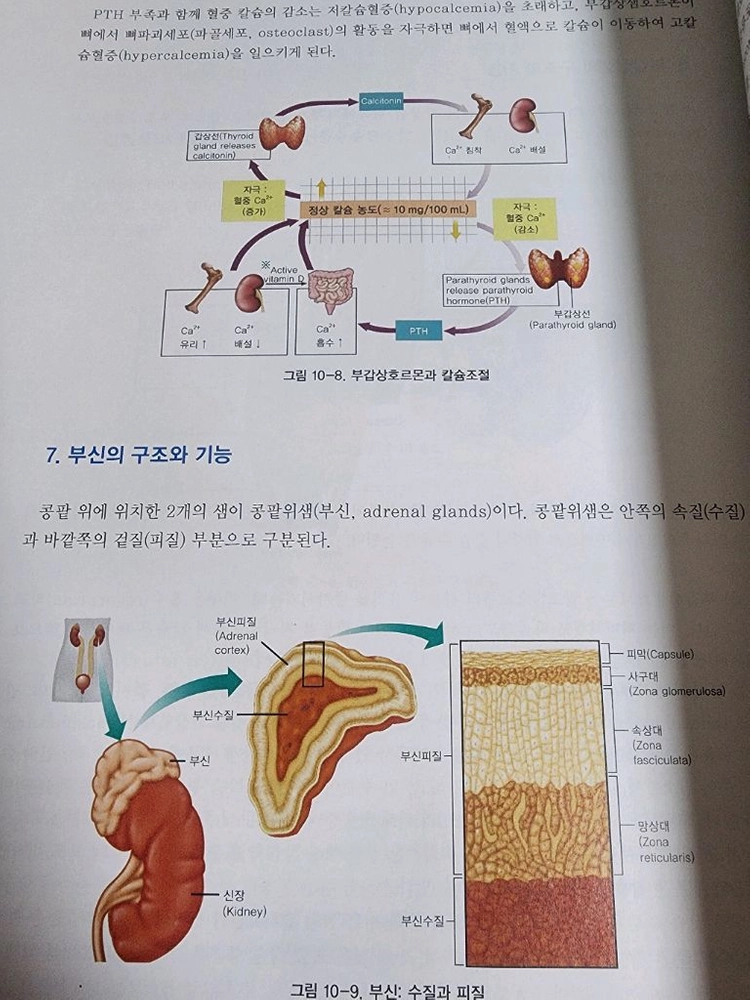 (의학/간호학)인체 생리학/권영은/은학사(컬러판) 이미지