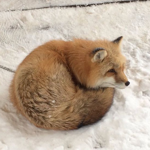 엔드게임기어 xm2w 4k 삽니다