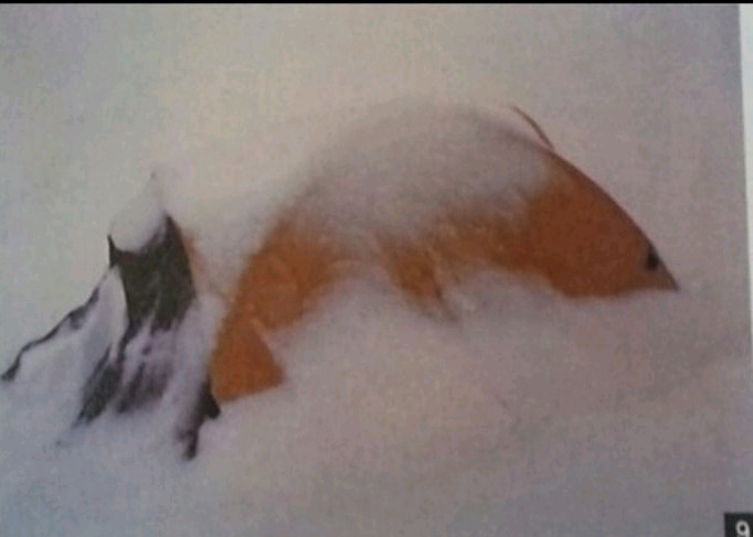 가루다 가자텐트 [재인하] 이미지