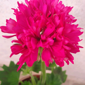 러시아 스텔라제라늄 로타둔드버그 꽃대있고 겹순많음