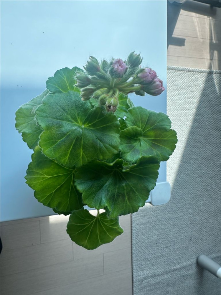 봄볕 제라늄 이미지