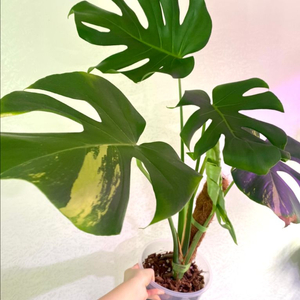 몬스테라 델리시오사 그린민트