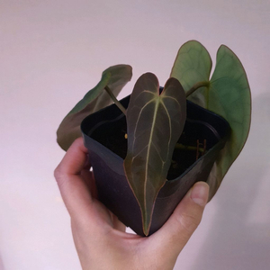 안스리움 칼라블래키 아만다 x 팀앤더슨 스트라이피 (그랜트택포함)