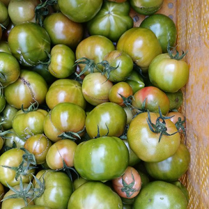 대저 토마토 비품 5키로