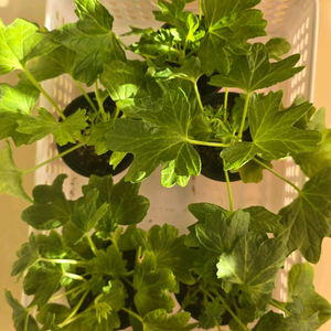 제라늄 스텔라5종