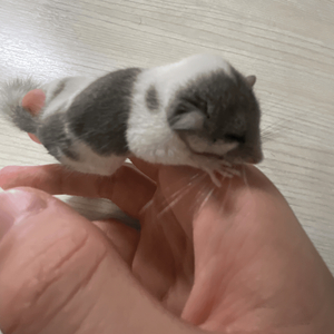 3개월된 피그미다람쥐 분양보내요