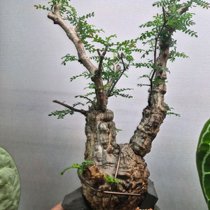 귀품사이즈 파키푸스 분양