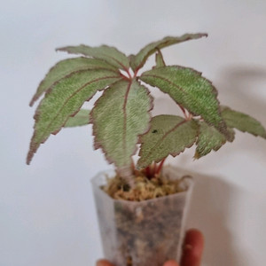 베고니아 프로스티드스타