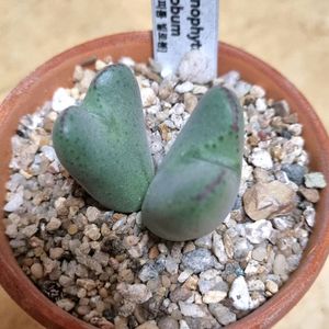 (가격내림) 빌로붐, 옵코델룸, 펠루시덤 저렴히 일괄 분양