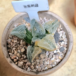 (가격내림) 하월시아 저렴히 일괄 분양합니다.