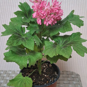 스텔라제라늄 이츠초코비