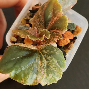 베고니아 쿠쿨라타 핑크 바리에가타 No3