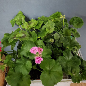 제라늄 개별분양