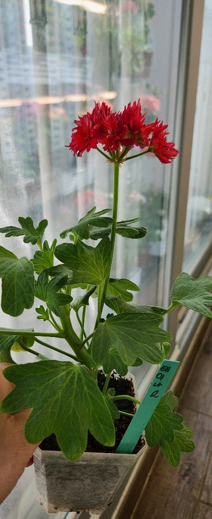 제라늄 개별분양--1