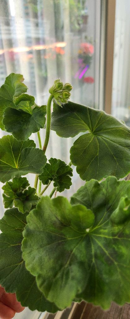 제라늄 개별분양--2