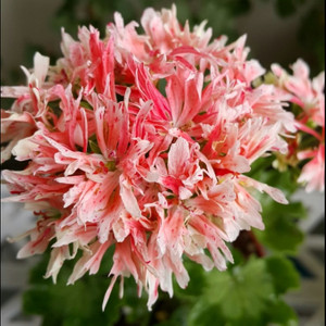 스텔라제라늄 송봄비