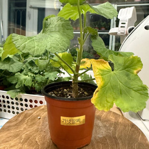 가넷팔찌 제라늄