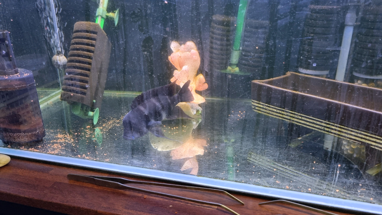 3자 어항 풀세트 - 프론토사 2 + 블랙안시 1 - 물생활 완전 정리 있는 것 다 드립니다.--1