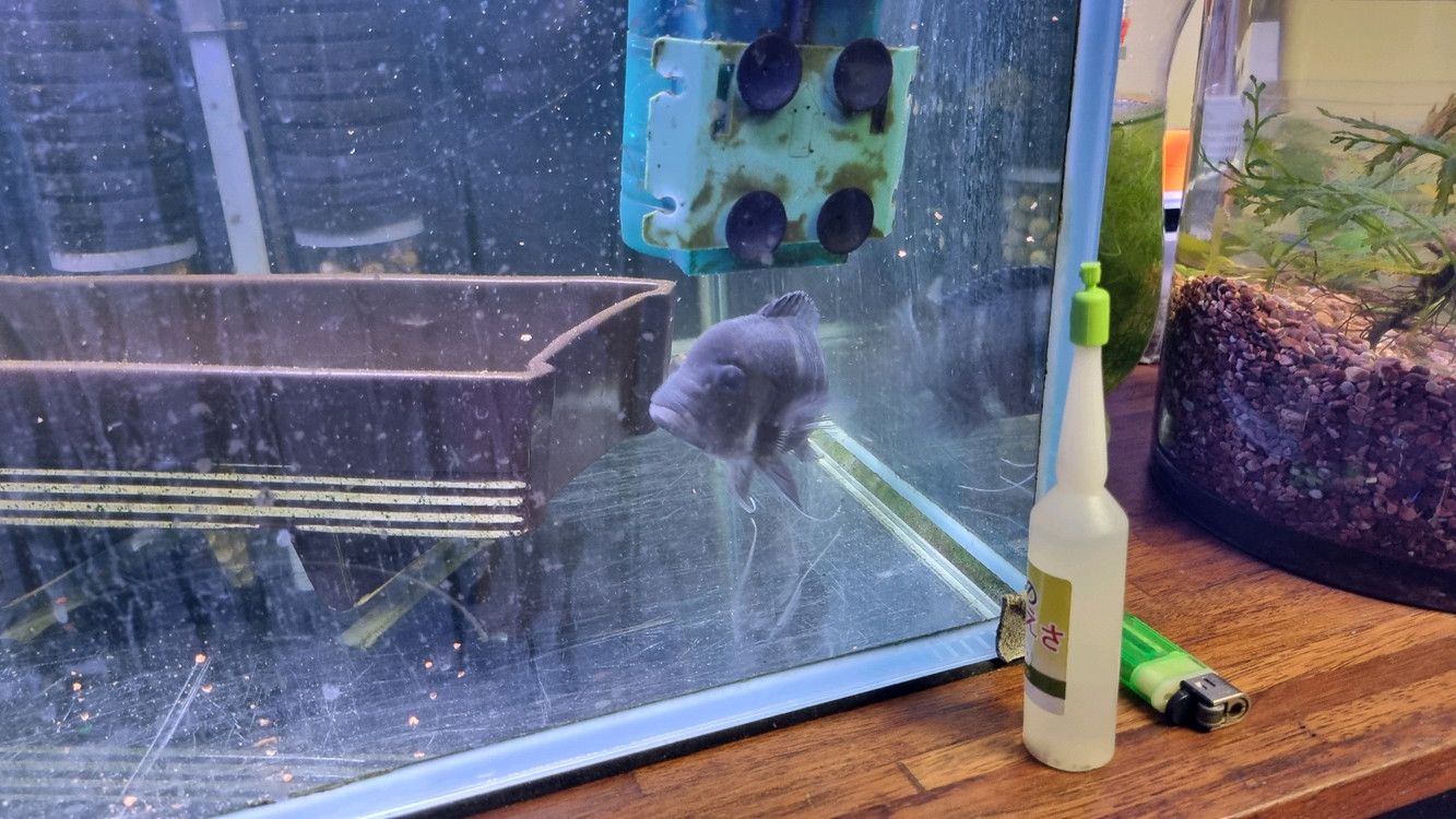 3자 어항 풀세트 - 프론토사 2 + 블랙안시 1 - 물생활 완전 정리 있는 것 다 드립니다.--2