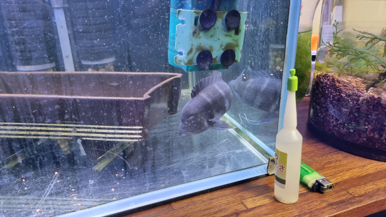 3자 어항 풀세트 - 프론토사 2 + 블랙안시 1 - 물생활 완전 정리 있는 것 다 드립니다.--3