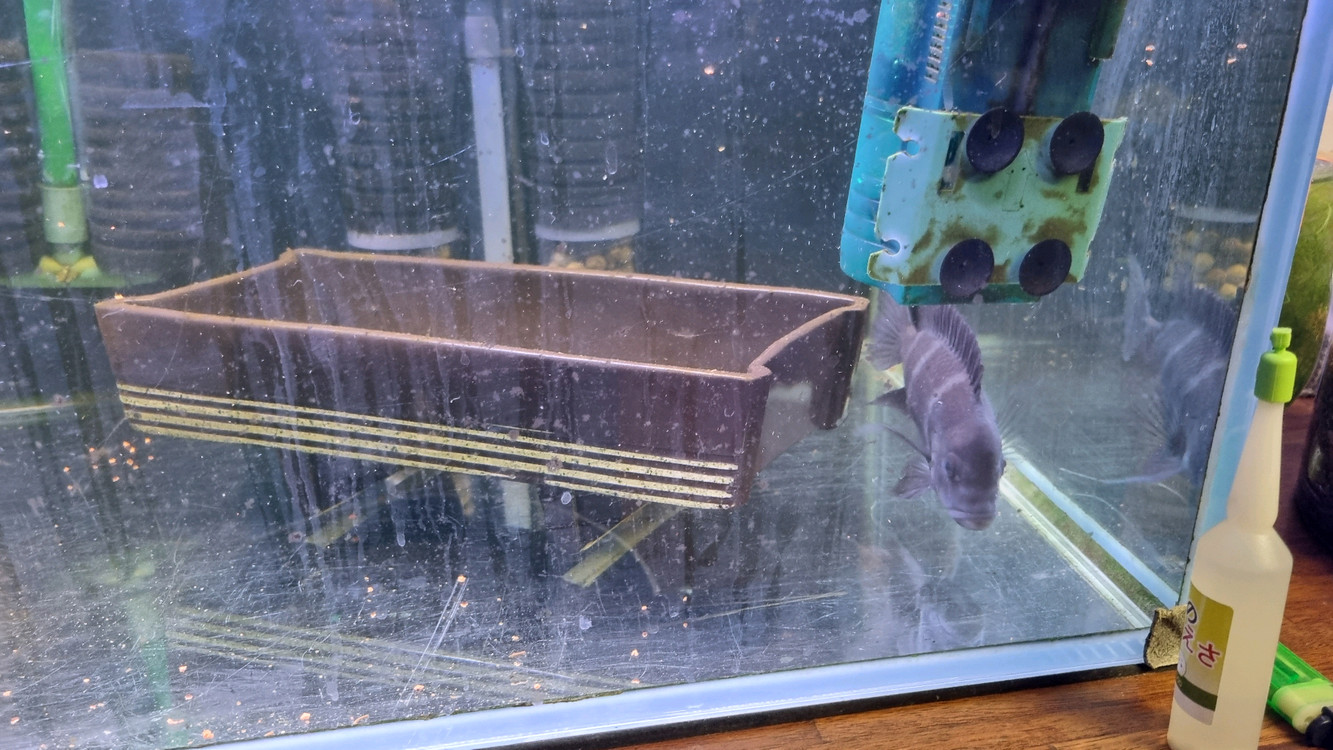 3자 어항 풀세트 - 프론토사 2 + 블랙안시 1 - 물생활 완전 정리 있는 것 다 드립니다.--4