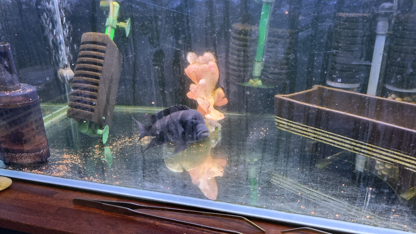 3자 어항 풀세트 - 프론토사 2 + 블랙안시 1 - 물생활 완전 정리 있는 것 다 드립니다.--5